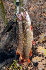 Freshwater pike fish. Two freshwater pike fish on fish stringer on natural background..