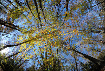 Autumn sky,Colorful canopy fall trees on blue sky background