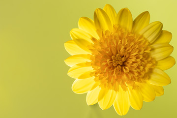 黄色のオステオスペルマムの花と黄緑の背景