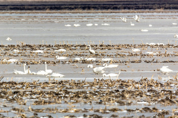 Tundra Swans Gathering