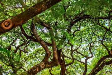 Naklejka premium rainforest tree, travel australia adventure