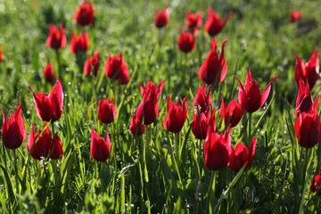 Poppies Flower Wallper oltu/arzurum/turkey