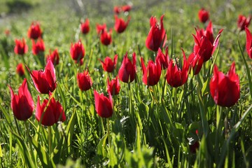 Poppies Flower Wallper oltu/arzurum/turkey