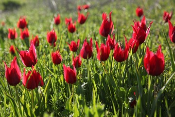 Poppies Flower Wallper oltu/arzurum/turkey