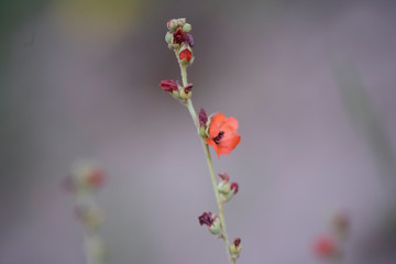 Wild flowers, La Pampa.  Patagonia, Argentina