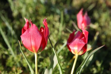 Poppies Flower Wallper oltu/arzurum/turkey