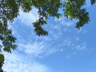 The foliage of a tree forms a frame in the blue sky with some clouds on a sunny summer day