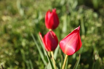 Poppies Flower Wallper oltu/arzurum/turkey