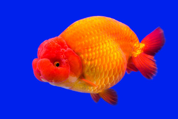 Cute red and white goldfish in an aquarium.
