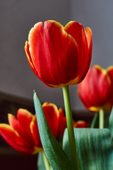 Obraz premium A red tulip bud. Macro.Russia, Moscow.Birthday gift. 