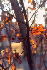 autumn leaves on a tree
