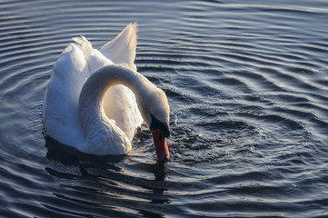 Mute swan on a Lanskie Lake located in Olsztyn Lake District in Warmian-Masurian Voivodeship of...