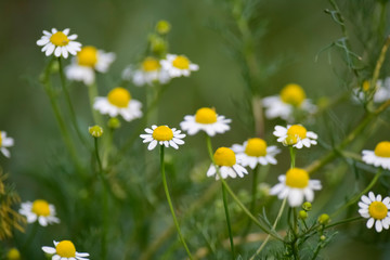 Wild flowers, La Pampa.  Patagonia, Argentina