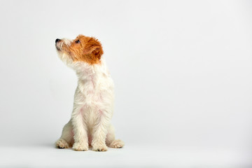 Jack Russell Terrier puppy close up on white background, copy space. Studio shot