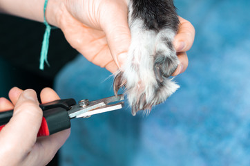 Veterinary cutting the nails of a greyhound in a clinic