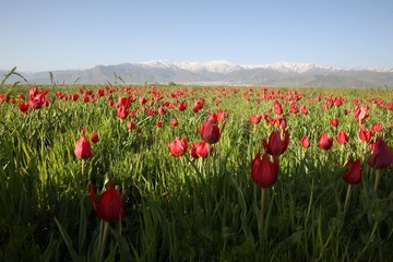 close up of red poppy flowers in a field .oltu/erzurum/turkey