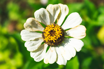 Obraz premium Close-up, macro photo of white Common zinnia flower. Floral, spring concept