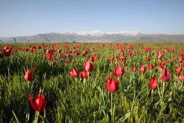 close up of red poppy flowers in a field .oltu/erzurum/turkey