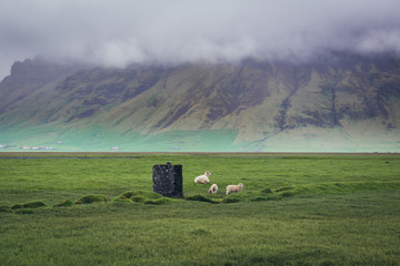 Sheeps on a grazing land in south part of Iceland