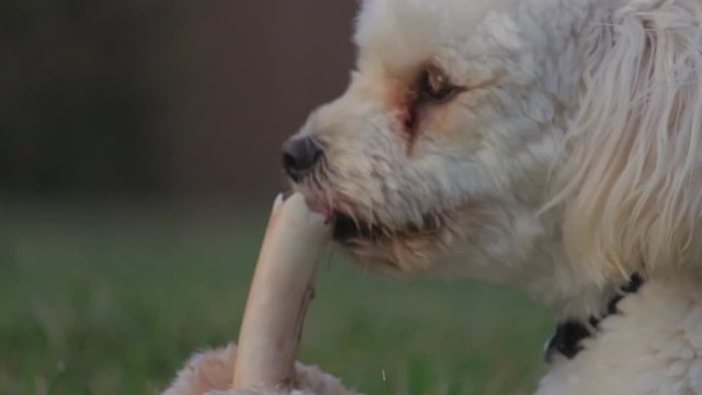 Puppy moodle chewing a bone