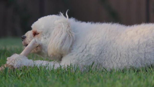 Puppy Moodle chewing a bone