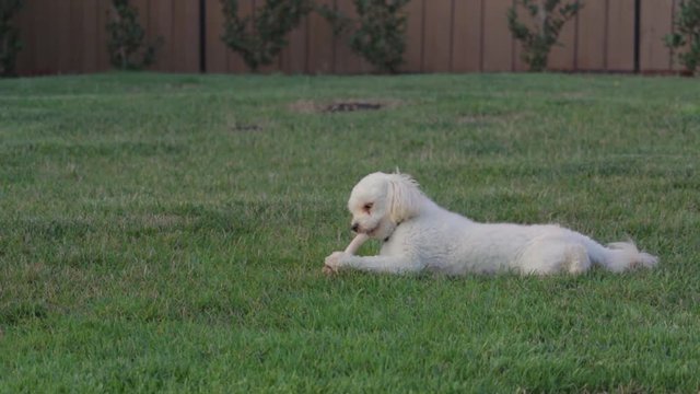 Puppy Moodle chewing a bone