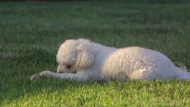 Puppy Moodle chewing a bone