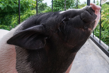 Pig face up close, raise as pet in house