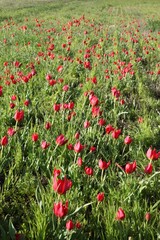 close up of red poppy flowers in a field .oltu/erzurum/turkey