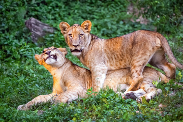 Lion cub in the natural forest.