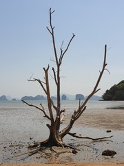 beach by tree low tide ebb and flow sea beautiful thailand koh yao noi