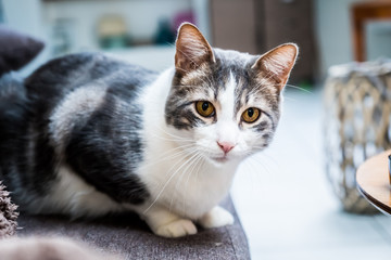 Chat blanc et tigré