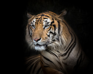 Indochina tiger face on a black background.