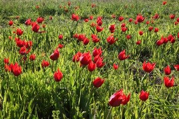 Fototapeta premium close up of red poppy flowers in a field .oltu/erzurum/turkey