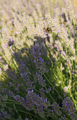 Lavender and bee in the garden