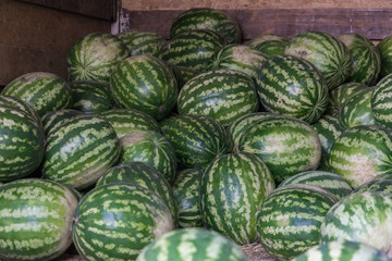 A bunch of ripe watermelons. Agricultural culture of Ukraine. Harvesting and selling.