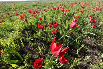 close up of red poppy flowers in a field .oltu/erzurum/turkey