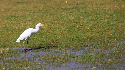 Fototapeta premium Small snow white egret in the meadow