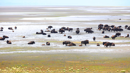 Wild bison's in Antelope island near Salt lake city