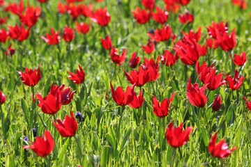 Fototapeta na wymiar close up of red poppy flowers in a field .oltu/erzurum/turkey