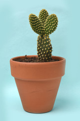 cactus on pastel background