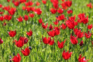 Fototapeta na wymiar close up of red poppy flowers in a field .oltu/erzurum/turkey