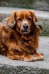 Obraz premium Adorable brown medium size dog, sitting and looking at you