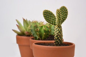 cactus on pastel background