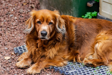 Adorable brown medium size dog, sitting and looking at you
