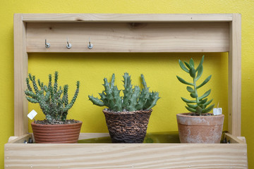 Cactus on wooden shelf with yellow wall