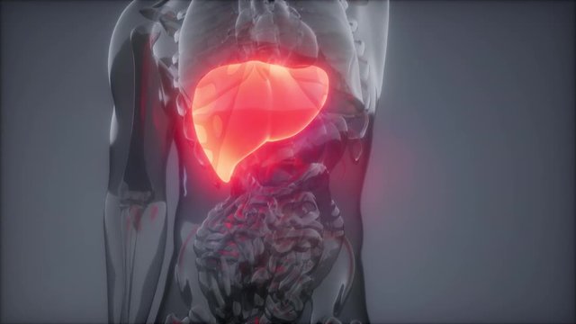 science anatomy scan of human liver glowing