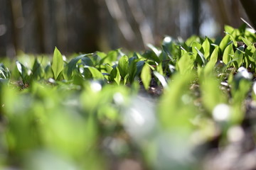 Bärlauch (Allium ursinum) im Wald