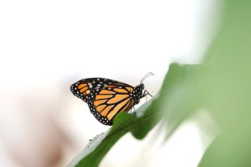 Fototapeta na wymiar Closeup shot of beautiful butterfly on green leaves