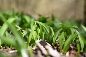 Bärlauch (Allium ursinum) im Wald